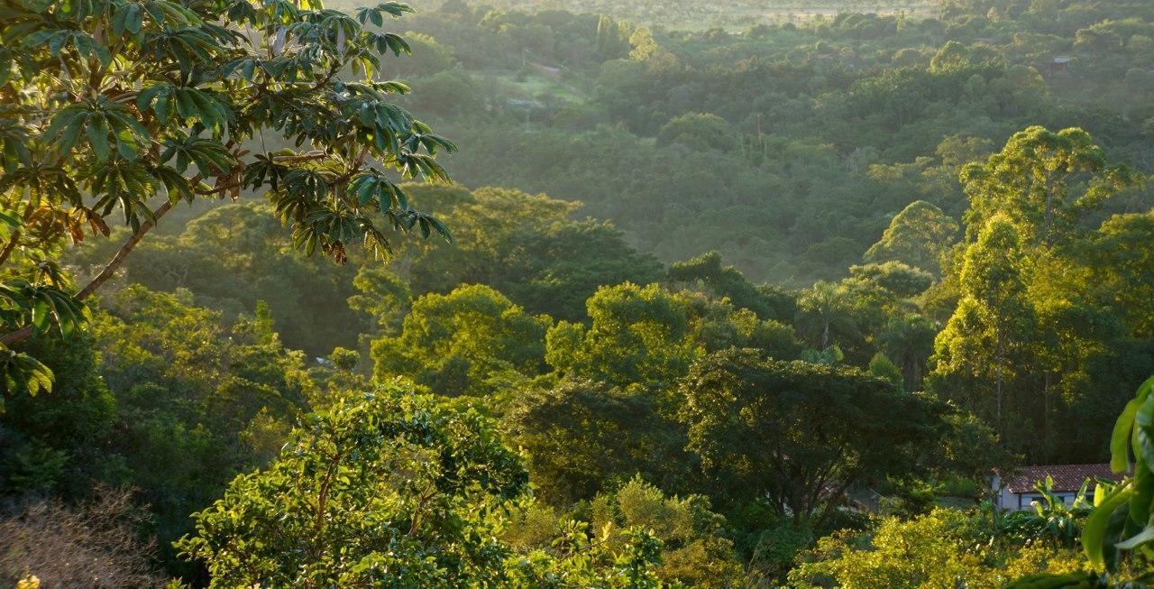 Cerrado Brasilia